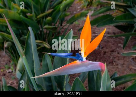 Ameisen, die Wasser auf Strelitzia trinken, blühen im botanischen Garten. Frische Blume im Frühling. Canico, Madeira, Portugal. Stockfoto
