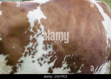 Kuhmuster. Eine Holstein Friesin zeigt ihr Pelzmuster. Eng Valley, Österreich, Europa Stockfoto