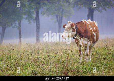 Eine holsteinische friesische Kuh weidet an einem nebeligen Tag auf einer Wiese mit Bäumen. Eng Valley, Österreich, Europa Stockfoto