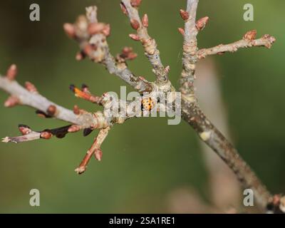 Der asiatische Käfer, ein Beispiel für die Globalisierung der Arten, hatte einen erheblichen Einfluss auf die einheimischen Ökosysteme. Stockfoto