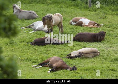 Eine Herde isländischer Pferde liegt oder schläft auf einer grünen Wiese, ein Pferd steht oder döstet Stockfoto