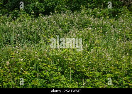 Männlicher hoher Busch blühender Brombeere (Rubus sp.) Stockfoto