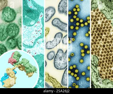 Ein 3D-Rendering eines Antikörpers im Vordergrund links und Beispiele von hochprioritären &Quote Prototype&quot Pathogenen, die das Potenzial haben, die menschliche Gesundheit zu bedrohen/stehen im Mittelpunkt der Pandemievorsorge-Forschung von links nach rechts: Hantavirus, Gelbfieber-Virus, Nipah-Virus, Picornavirus und Chikungunya. Seit September 2024 hat das National Institutes of Health NIH ein Forschungsnetzwerk zur Pandemievorsorge eingerichtet, das als ReVAMPP bekannt ist, um Forschung an hochprioritären Pathogenen mit dem Ziel durchzuführen, wirksame Impfstoffe und monoklonale Antikörper zu entwickeln. NIAID siehe zum 13. September 20 Stockfoto