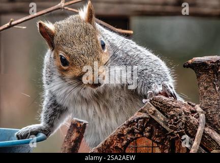 Ein Eichhörnchen kommt auf dem Hinterhof-Deck an. Stockfoto