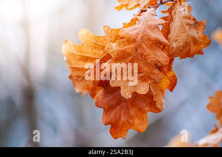 Getrocknete Eichenblätter hängen an einem Zweig, ihre braune Farbe zeigt den Verlauf des Herbstes. Stockfoto