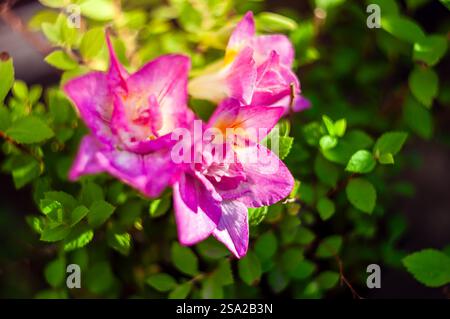 Nahaufnahme der leuchtenden rosafarbenen Freesie-Blumen, die inmitten üppig grüner Blätter blühen. Stockfoto