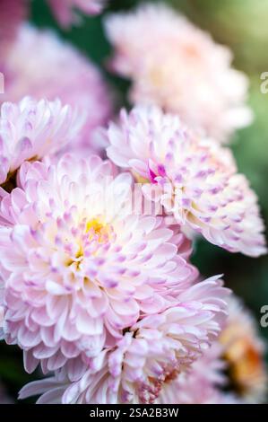 Nahaufnahme der zarten hellvioletten Chrysanthemen-Blüten in voller Blüte. Stockfoto
