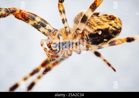Makroaufnahme einer gemeinsamen europäischen Spinne, Nahaufnahme Stockfoto