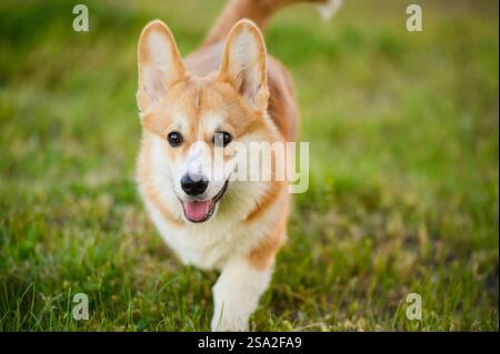 Porträt eines fröhlichen walisischen Corgi-Hundes, der mit offenem Mund im Freien in die Kamera schaut, auf einem Spaziergang durch das grüne Gras an einem Sommertag läuft. Stockfoto