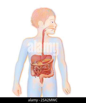 Verdauungssystem, Illustration. Stockfoto