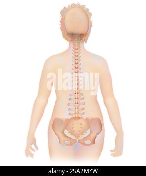 Wirbelsäule, Anatomie. Stockfoto
