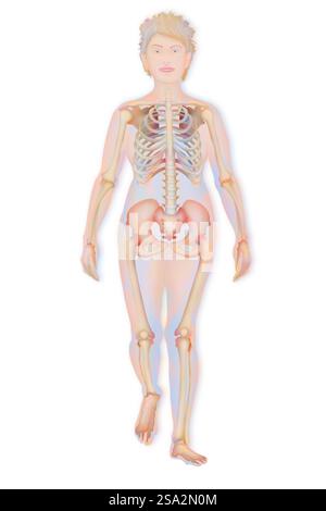 Skelett, Illustration. Stockfoto