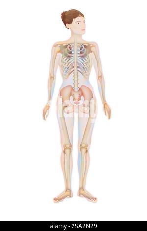 Skelett, Illustration. Stockfoto