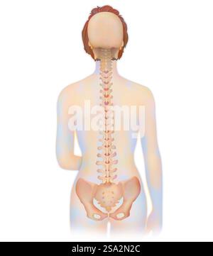 Wirbelsäule, Anatomie. Stockfoto