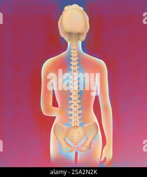 Wirbelsäule, Anatomie. Stockfoto