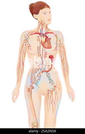 Zeichnung des Lymphsystems. Stockfoto