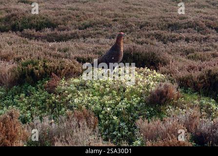 Männlicher Rothahn (Lagopus Scotica) Game Bird on Moorland by Simon's Seat The Summit of Barden Fell, Wharfedale, Yorkshire Dales National Park, England Stockfoto