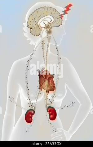 Die Auswirkungen der Belastung auf den Körper - die Widerstandsphase. Bei körperlichem oder psychologischem Stress reagiert der Körper in drei Phasen: Der Alarm Stockfoto