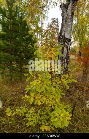 Eine kleine Eiche mit gelblichen Blättern vor der Kulisse eines Herbstwaldes. Stockfoto