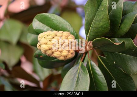 Frucht des Gummibaums-Ficus elastica-Feigenbaums aus der Nähe Stockfoto