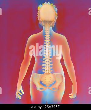 Wirbelsäule, Anatomie Wirbelsäule, Anatomie 016889 179 Stockfoto
