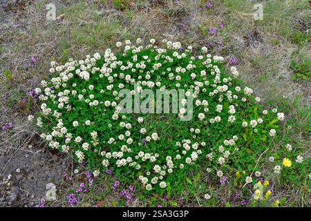 Weißklee (Trifolium repens) ist ein mehrjähriges Kraut aus Eurasien. Dieses Foto wurde in Myvatn, Island, aufgenommen. Stockfoto