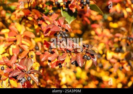 Aronia melanocarpa oder Schwarze Aronia ist eine Art von Sträuchern aus der Familie der Rosen. Schwarze Apfelbeeren wachsen auf Büschen mit roten oder gelben Blättern in der Autom Stockfoto