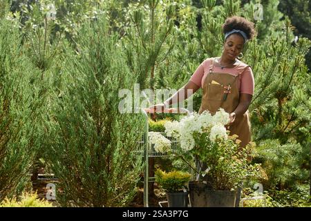 Positive afroamerikanische Gartenbauerin auf Schürze, die lebendige Blüten untersucht, die Pflanzen zum Umtopfen vorbereiten, während sie im Gartencenter arbeitet Stockfoto
