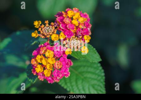Lantana Camara, ein kleiner Staudenstrauch mit gelben, orange bis rosa Blüten, Nahaufnahme in einem sonnigen Garten Stockfoto