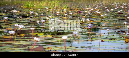 Sternrosenpanorama (Nymphaea nouchali) im Okovango-Delta in Botswana. Aus einem Mokoro. Stockfoto