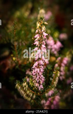 Natürliches Nahaufnahme blühendes Pflanzenporträt der hübschen Erica x Darleyensis „Archie Graham“. Aufmerksamkeit erregend, schön, blühend, rot, kühl, Stockfoto
