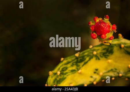 Natürliche Nahaufnahme Pflanzenporträt der faszinierenden Opuntia monacantha var variegata, Variegated Joseph's Coat, Variegated Eltham Indian Fig. Legitim Stockfoto