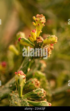 Natürliche Nahaufnahme Pflanzenporträt der faszinierenden Opuntia monacantha var variegata, Variegated Joseph's Coat, Variegated Eltham Indian Fig. Legitim Stockfoto