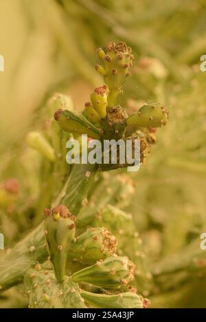 Natürliche Nahaufnahme Pflanzenporträt der faszinierenden Opuntia monacantha var variegata, Variegated Joseph's Coat, Variegated Eltham Indian Fig. Legitim Stockfoto