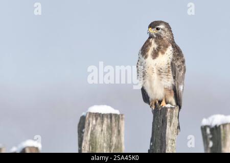 REKORDDATUM NICHT ANGEGEBEN bei Schnee und Frost... Mäusebussard * Buteo buteo * hockt an im Schnee einem kalten Wintertag, bei Eiseskälte auf einem Zaunpfahl, typischer Anblick am Niederrhein, Nordrhein-Westfalen, Wildtiere, Deutschland *** gemeiner Bussard Buteo buteo im kalten Winter, hoch auf einem Zaunpfahl, bedeckt mit Schnee, Wildtiere, Europa. Nordrhein-Westfalen Deutschland, Westeuropa Stockfoto