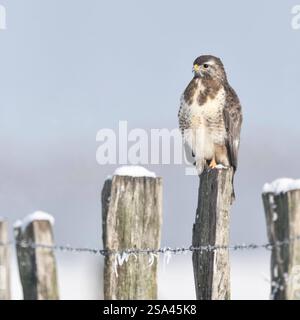 REKORDDATUM NICHT ANGEGEBEN bei Schnee und Frost... Mäusebussard * Buteo buteo * hockt an im Schnee einem kalten Wintertag, bei Eiseskälte auf einem Zaunpfahl, typischer Anblick am Niederrhein, Nordrhein-Westfalen, Wildtiere, Deutschland *** gemeiner Bussard Buteo buteo im kalten Winter, hoch auf einem Zaunpfahl, bedeckt mit Schnee, Wildtiere, Europa. Nordrhein-Westfalen Deutschland, Westeuropa Stockfoto