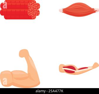 Detaildarstellungen zur menschlichen Muskelanatomie. Einschließlich Skelett. Glatt. Und Herzmuskeltypen. Für pädagogische Biologie und Gesundheitslehre. Satz von Abbildungen, die verschiedene Arten menschlicher Muskeln für den Bildungsbereich darstellen Stock Vektor