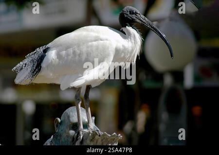 Australisches weißes ibis (Threskiornis molucca) aus Townsville, Queensland, Australien. Stockfoto