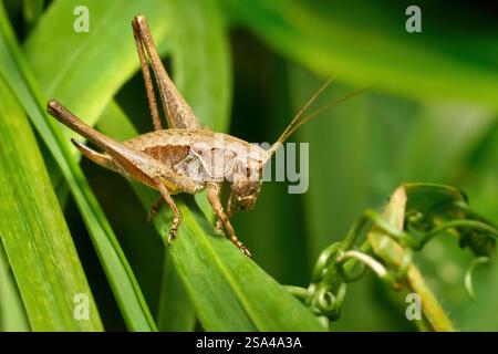 Dunkelbuschgrille (Pholidoptera griseoaptera) Weibchen in Nahaufnahme auf einer grünen Pflanze Stockfoto