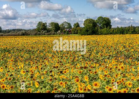 Ein atemberaubender Blick auf ein blühendes Sonnenblumenfeld mit lebhaften gelben Blumen unter einem ruhigen blauen Himmel, eingerahmt von üppigen grünen Bäumen in der Ferne, radia Stockfoto