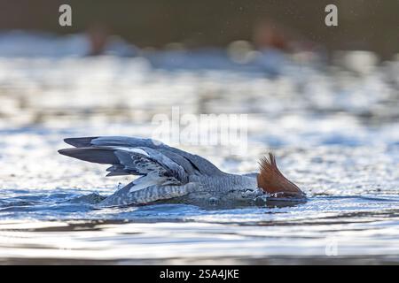 Mergus Merganser (Mergus Merganser Merganser), weibliche Taucher für Nahrung im Winter Stockfoto