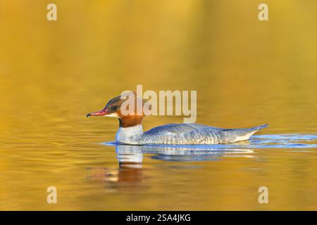 Mergus Merganser (Mergus merganser merganser) Weibchen schwimmen im See bei Sonnenuntergang im Winter Stockfoto