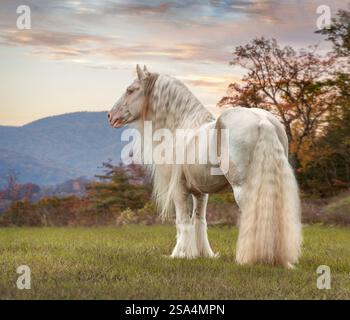 Sonnenuntergang, Herbst, Blue Ridge Mountains mit Gypsy Horse Hengst Stockfoto