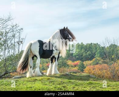 Gypsy Vanner Horse Hengst auf einem Aufstieg mit Herbstfarbe und blauem Himmel Stockfoto