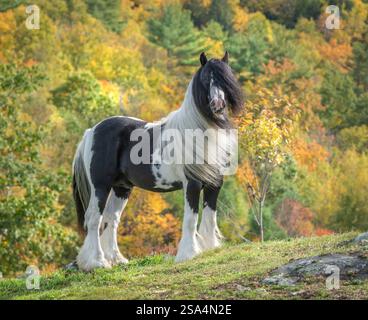 Gypsy Vanner Horse Hengst Stockfoto