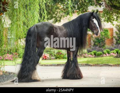 Der Gypsy Vanner Horse Hengst steht auf der Einfahrt vor der Heimat. Stockfoto