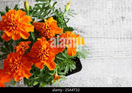 Orange Ringelblume in einem Topf isoliert auf hölzernem Hintergrund. Gartenkonzept. Kopierbereich. Stockfoto