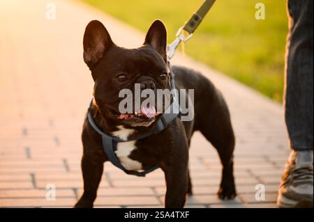 Frau mit einer schwarzen französischen Bulldogge an der Leine spaziert an einem Sommertag bei Sonnenuntergang im Park, Nahaufnahme. Frau und Haustier gehen, verbringen Zeit zusammen an der frischen Luft, aktiv Erholung. Stockfoto