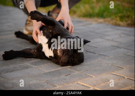 Die Frau spielt mit ihrem Hund im Garten. Die französische Bulldogge liegt auf dem Rücken, der Besitzer streichelt sie und kratzt sich am Bauch. Freundschaft zwischen Mann und Stockfoto