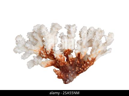 Weiße und braune Meereskorallen isolierten Ausschnitt auf weiß Stockfoto